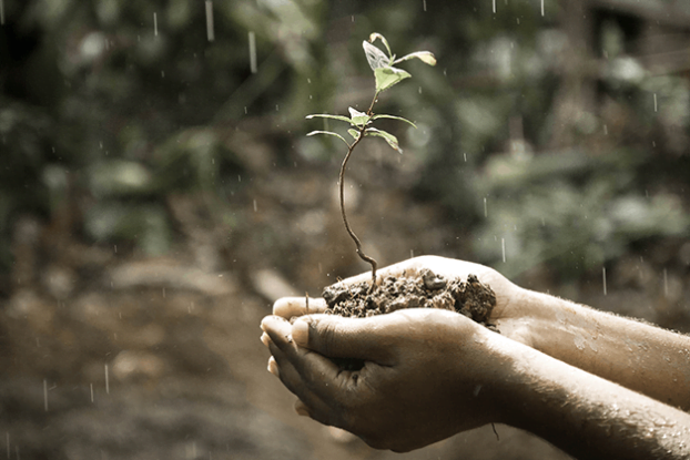 Read more about the article Every Seed Has the Promise of a Forest